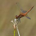 Sympetrum_flaveolum_bd7367