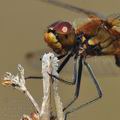 Sympetrum_flaveolum_bd7405