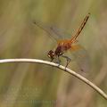 Sympetrum_flaveolum_bd7452