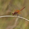 Sympetrum_flaveolum_bd7491