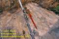 Sympetrum_fonscolombei_2483