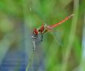 Sympetrum_fonscolombii_bg7569