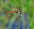 Sympetrum_fonscolombii_bg7573