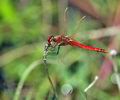 Sympetrum_fonscolombii_bg7580