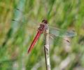 Sympetrum_fonscolombii_bg9277