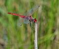 Sympetrum_fonscolombii_bg9291