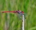 Sympetrum_fonscolombii_bg9302