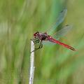 Sympetrum_fonscolombii_bg9315