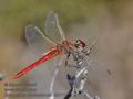 Sympetrum_fonscolombii_fc8112