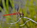 Sympetrum_fonscolombii_fc8142