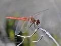 Sympetrum_fonscolombii_fc8145