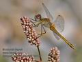 Sympetrum_fonscolombii_fc9130