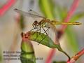 Sympetrum_fonscolombii_fc9133