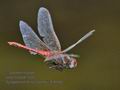 Sympetrum_fonscolombii_fc9145