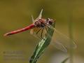 Sympetrum_fonscolombii_fc9158