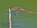 Sympetrum_fonscolombii_ka1525