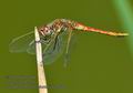 Sympetrum_fonscolombii_ka1532