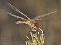 Sympetrum_fonscolombii_ka5933