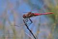 Sympetrum_fonscolombii_pi1025