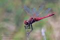 Sympetrum_fonscolombii_pi1039