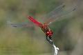 Sympetrum_fonscolombii_pi6364