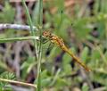 Sympetrum_meridionale_bg2480