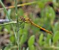 Sympetrum_meridionale_bg2482