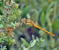 Sympetrum_meridionale_bg2484