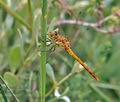 Sympetrum_meridionale_bg2486
