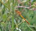 Sympetrum_meridionale_bg2486