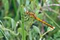 Sympetrum_meridionale_bg2492