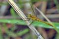 Sympetrum_meridionale_bg2506