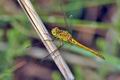 Sympetrum_meridionale_bg2510