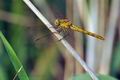 Sympetrum_meridionale_bg2512