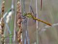 Sympetrum_meridionale_bg5608