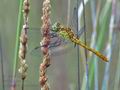 Sympetrum_meridionale_bg5611