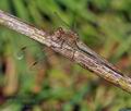 Sympetrum_meridionale_bi1544