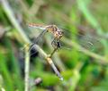 Sympetrum_meridionale_bi1554