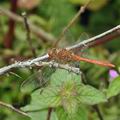 Sympetrum_meridionale_bi1613