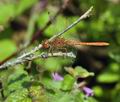 Sympetrum_meridionale_bi1619