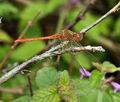 Sympetrum_meridionale_bi1635