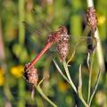 Sympetrum_meridionale_bi1889