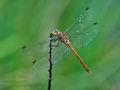Sympetrum_meridionale_bv0364