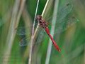 Sympetrum_meridionale_bv0370