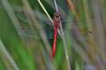 Sympetrum_meridionale_bv0373