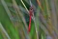 Sympetrum_meridionale_bv0373