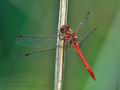 Sympetrum_meridionale_bv0399