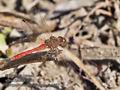 Sympetrum_meridionale_rb1652