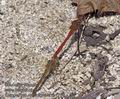 Sympetrum_meridionale_rb1710