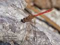 Sympetrum_meridionale_rb1780